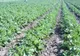 Fructul care combate reţinerile de apă. Este cel mai bun diuretic 