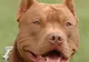 Femeie sfâşiată de un pitbull, în stare gravă la spital