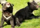 Poveste incredibilă, dar adevărată: un chinez a crescut doi urşi crezând că sunt câini