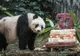 Ea este Jia Jia, cel mai bătrân urs panda din lume. Are 111 ani