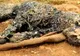 A crezut că e un cadavru pe marginea drumului. S-a apropiat şi a rămas îngrozit! Mişca!