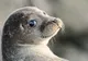 Extraordinar: tot mai multe animale marine, zărite în apele Tamisei. Ce înseamnă asta