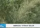 Fresh Refresh. Ambrozia, "otrava" zeilor: planta periculoasă care se găseşte şi în România