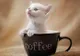 Uită de cafea! Filmuleţele cu pisici au acelaşi efect precum cofeina, spun cercetătorii