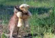 Povestea emoționantă a simpaticului cangur Doodlebug. A fost salvat după ce l-a lovit o mașină