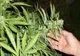 Curs despre creşterea şi vânzarea de marijuana la o facultate. "Dacă vrei să faci asta ilegal..."