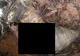 Credea că plantase morcovi. A rămas șocată când a găsit asta din grădină