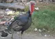 Păţania unui bărbat din Dej: a căzut de pe acoperiş din cauza unei curci