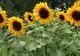 Vremea va fi caldă! Meteo pentru 28 august 
