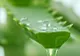 Planta miraculoasă pe care trebuie să o ai în casă şi care vindecă peste 100 de boli 