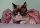 Celebra pisică Grumpy Cat va avea o statuie de ceară. Unde va fi expusă