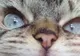 Loki, senzaţia internetului! Motanul cu cea mai ostilă faţă din lume. Nimeni nu-l poate privi!