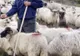 600 de oi vor fi omorâte, într-o fermă din Timiș, după descoperirea unui focar de pestă 