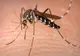 Alertă. Două cazuri de meningo-encefalită West Nile, confirmate la Sibiu
