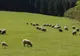 Caz unic în România. Ce se întâmplă în turma unui cioban din Iaşi 