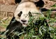 Minune la grădina zoologică din Washington! O ursoaică Panda a născut doi giganți!