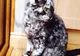 A adoptat o pisică de la un adăpost, dar acasă a avut o surpriză. Ce secret ascundea felina