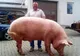 Porcul unui român s-a îngrăşat câte 1,5 kilograme pe zi. Ce greutate a indicat cântarul după 3 ani