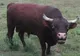 Un bătrân a fost omorât de taurul din gospodăria lui
