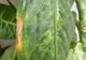 Un copil de 4 ani a muşcat accidental din această plantă. Ce a păţit e îngrozitor!