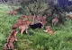 VIDEO ŞOCANT. Un urs a ajuns în cuşca tigrilor. L-au mâncat de viu