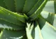 5 plante vindecătoare pe care trebuie să le ai în casă