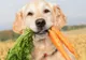 Faceţi cunoştinţă cu Sami, câinele vegetarian. Nu ţine vreo dietă, aşa s-a născut