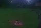 A lăsat bucăţi de carne şi o cameră video la marginea unei păduri. Ce s-a întâmplat e şocant