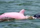 Vă mai amintiţi de Pinky, fascinatul delfin roz? Se pare că va avea un pui