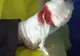 Incredibil: şi-a înfăşurat un ficat de porc în jurul piciorului şi a ieşit la cerşit