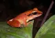 O nouă specie de broască în Bolivia. Cercetătorii vor să-i atribuie numele în urma unei licitaţii