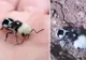 Pare o insectă foarte drăguţă! Ce se întâmplă dacă te muşcă