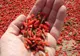Tot ce trebuie să ştii despre fructele de goji. Dovada că fac minuni pentru sănătate