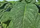 A fost descoperit un nou ingredient pentru tratarea cancerului! Din ce plantă este extras?