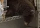 Un urs a intrat într-o pizzerie. Oamenii au rămas cu gura căscată când au văzut ce face acolo