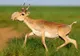 60.000 de antilope au murit în patru zile. Stupoare în rândul oamenilor de știință