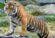 Tragedie la grădina zoologică. "Este cea mai tristă zi din viaţa mea"