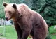 VIDEO. Un urs se plimbă nestingherit prin Suceava. Nimeni nu ştie cum a ajuns acolo