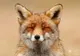 Proiectul “Zen Foxes”: Top 10 fotografii cu cele mai relaxate vulpi sălbatice