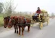 Un chinez și-a făcut caleașcă regală ca a Reginei Elisabeta a II-a. Cât a cheltuit pe ea