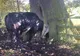 Râsu-plânsu! Un taur a rămas înţepenit în copac 