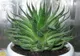  8 plante care purifică aerul din casă