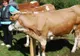 Protest la Ministerul Agriculturii: Crescătorii de bovine pichetează sediul MADR