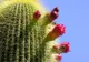 Testul cactusului. Vei afla un lucru uimitor despre tine! Tu ce cactus alegi?