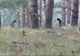 Au văzut niște conducte în pădure. Au intrat în ele și au rămas uluiți unde au ajuns