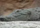 Descoperire inedită despre crocodili: ce se întâmplă cu creierul lor când adorm