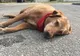 Acest câine a refuzat să părăsească locul unde a fost ucisă stăpâna sa. Ce a urmat e cutremurător