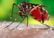 Alertă în Taiwan: peste 20.500 de cazuri de infecție cu febră dengue şi 56 de morţi
