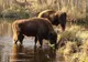 GALERIE FOTO. Animalele de la Cernobîl. Zona de protecţie arată ca o adevărată grădina zoologică