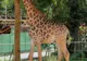 Demn de Cartea Recordurilor! În România a rămas o singură girafă și nu se află la Zoo Băneasa!
